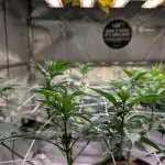 Good Times Genetics: Blue Cream Haze Reg