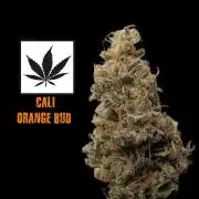 Cali Orange Bud - BioTabs.nl Grow