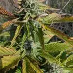 Guerilla Regular Diesel Action - Clone