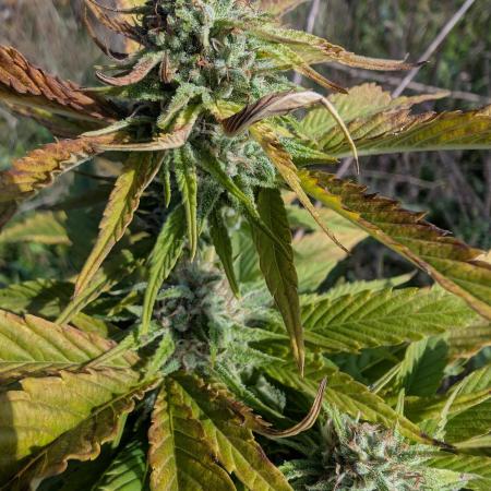 Guerilla Regular Diesel Action - Clone