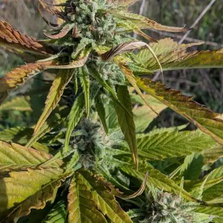 Guerilla Regular Diesel Action - Clone