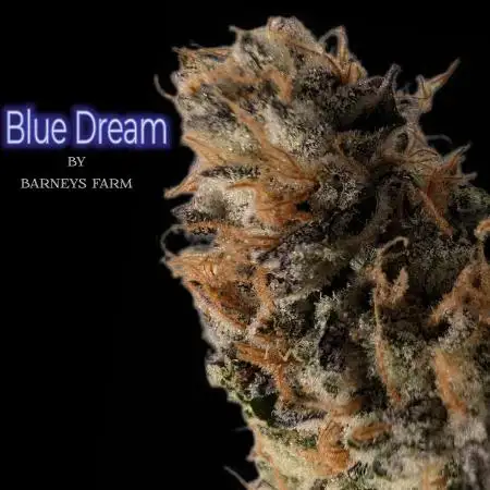 Blue Dream By Barney's Farm