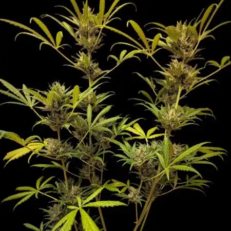 Skywalker OG Auto - Barneys Farm