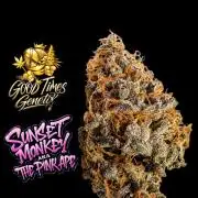 Sunset Monkey-Good Times Genetix-Wdfx