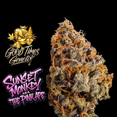 Sunset Monkey-Good Times Genetix-Wdfx