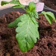 Snapple Apple - Sponsored by Biotabs