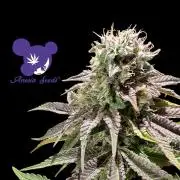 Sleepy Joe - Anesia Seeds - Organic Grow
