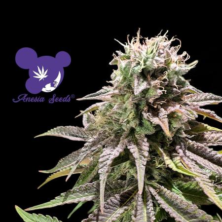 Sleepy Joe - Anesia Seeds - Organic Grow
