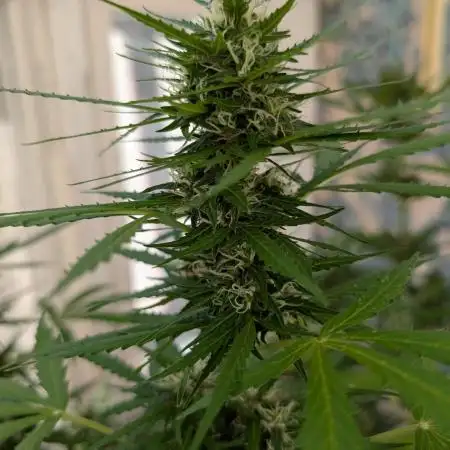 Pandora (Autoflower) - Paradise Seeds