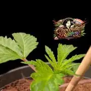 Chocolate Rainbow XXL -Sensi Seeds-BTNL