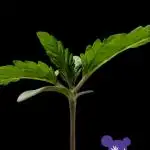 Sleepy Joe - Anesia Seeds - Organic Grow