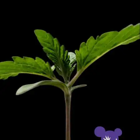 Sleepy Joe - Anesia Seeds - Organic Grow