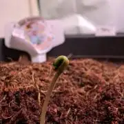 Snapple Apple - Sponsored by Biotabs