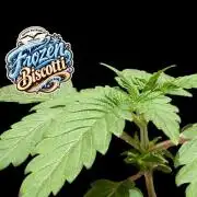 Frozen Biscotti - Dutch Passion - BTNL