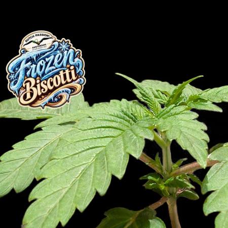 Frozen Biscotti - Dutch Passion - BTNL
