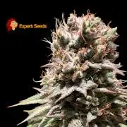GG#4 Regular - Expert Seeds