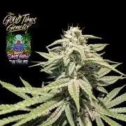 Sunset Monkey-Good Times Genetix-Wdfx