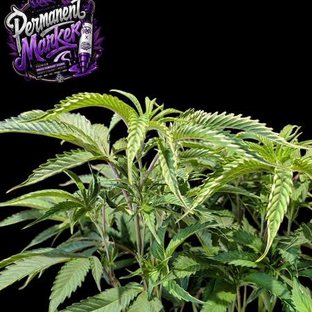 Permanent Marker -Seed Junky-Doja-BTNL