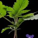 Sleepy Joe - Anesia Seeds - Organic Grow