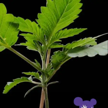 Sleepy Joe - Anesia Seeds - Organic Grow