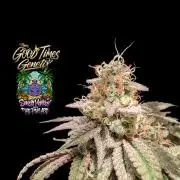 Sunset Monkey-Good Times Genetix-Wdfx