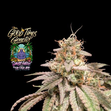 Sunset Monkey-Good Times Genetix-Wdfx