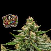 Chocolate Rainbow XXL -Sensi Seeds-BTNL