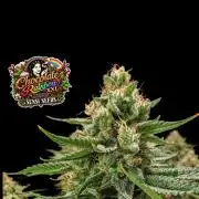 Chocolate Rainbow XXL -Sensi Seeds-BTNL