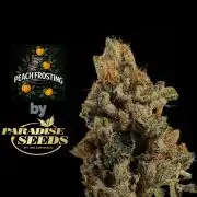 Peach Frosting - Paradise Seeds -Organic