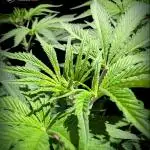 Pink Sunset #2 - Silent Seeds - Organic