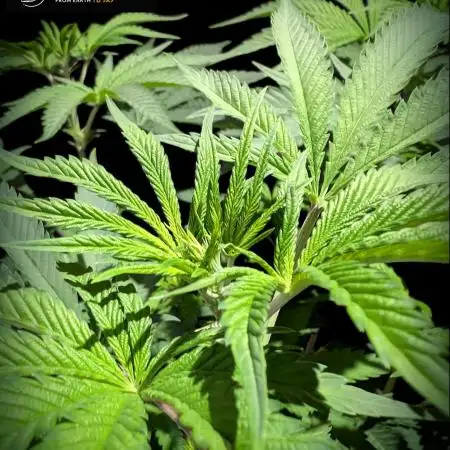 Pink Sunset #2 - Silent Seeds - Organic