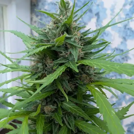 Pandora (Autoflower) - Paradise Seeds