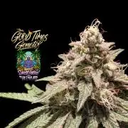Sunset Monkey - Good Times Genetix - BTN