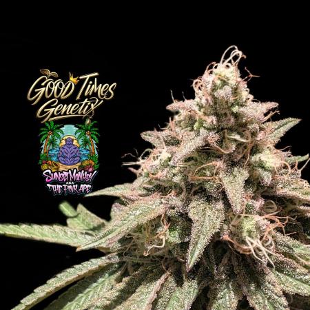 Sunset Monkey - Good Times Genetix - BTN