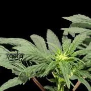 Snapple Apple - Sponsored by Biotabs