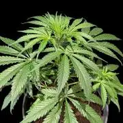 Cali Orange Bud - BioTabs.nl Grow