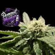 Permanent Marker -Seed Junky-Doja-BTNL