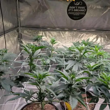 Good Times Genetics: Blue Cream Haze Reg