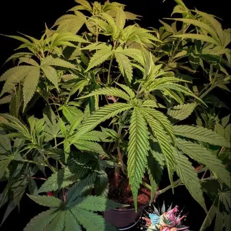 Ice Cream Haze - Dutch Passion Contest