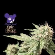 Epic Buzz - Anesia - Bio Tabs NL - VS.