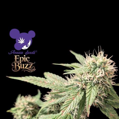 Epic Buzz - Anesia - Bio Tabs NL - VS.
