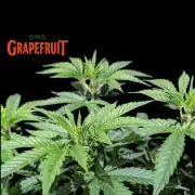 DMO Grapefruit #1 - Good Times Genetics