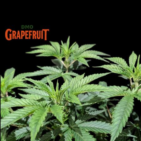 DMO Grapefruit #1 - Good Times Genetics