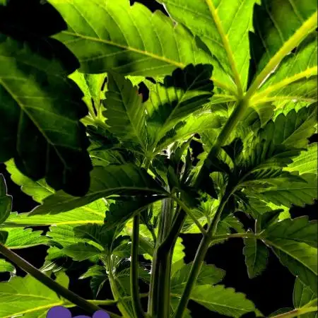 Sleepy Joe - Anesia Seeds - Organic Grow