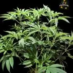 Peach Frosting - Paradise Seeds -Organic