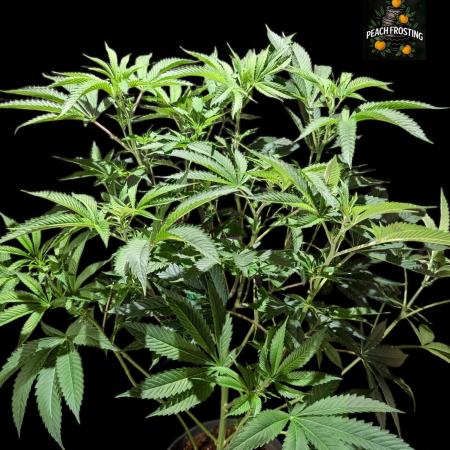 Peach Frosting - Paradise Seeds -Organic