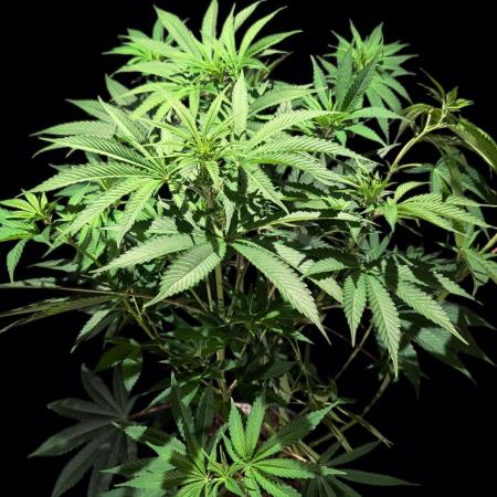 GG#4 Regular - Expert Seeds