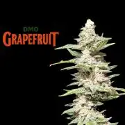 DMO Grapefruit #1 - Good Times Genetics
