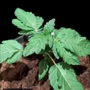 Snapple Apple - Sponsored by Biotabs