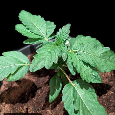 Snapple Apple - Sponsored by Biotabs